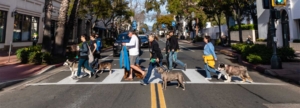 Dog pack walk on state street