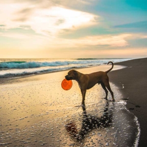 dog with frizbie on beach