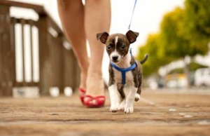 puppy on a walk