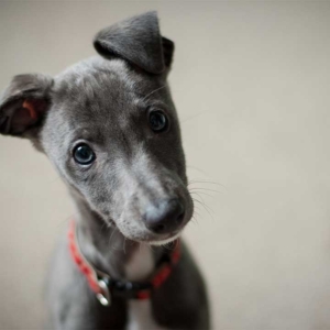 attentive young grey dog