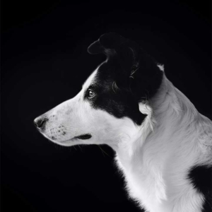 black and white dog in black background