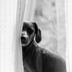 black and white photo of dog and window curtains