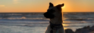 dog silhouetted against sunset