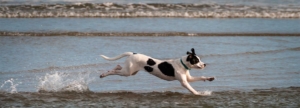 white and black dog seeming to run on top of water