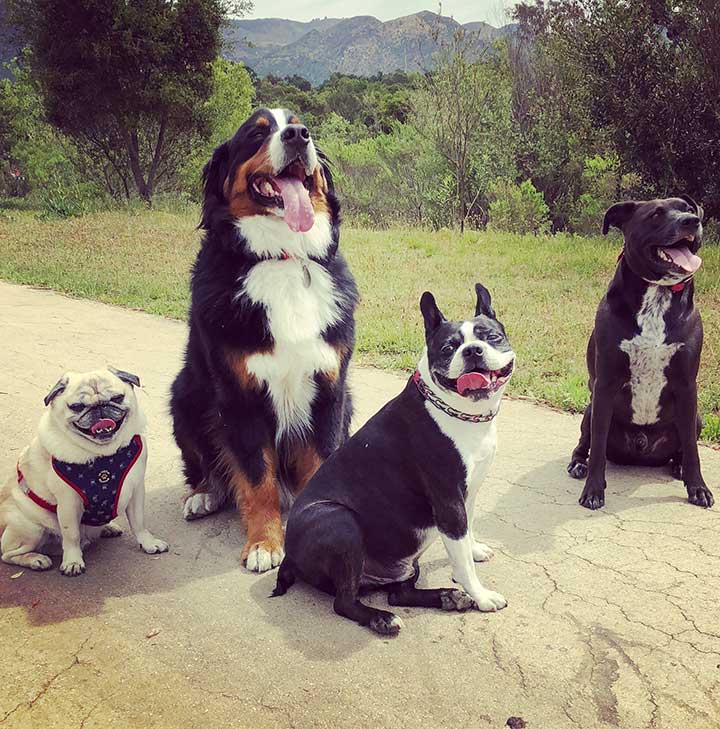 a pug, a Boston terrier, a Bernese mountain dog, and a mixed breed