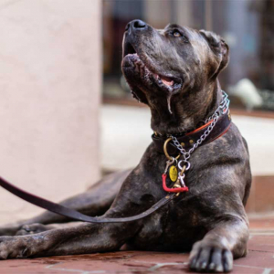 cane corso relaxing and looking at owner